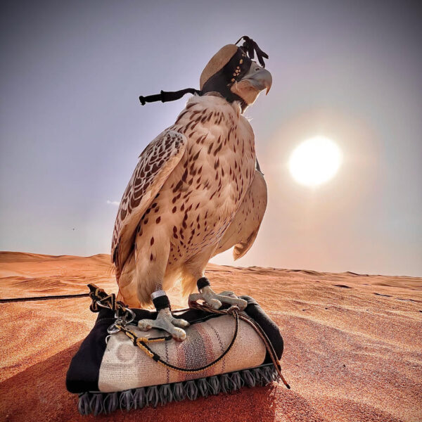 Safari Tour