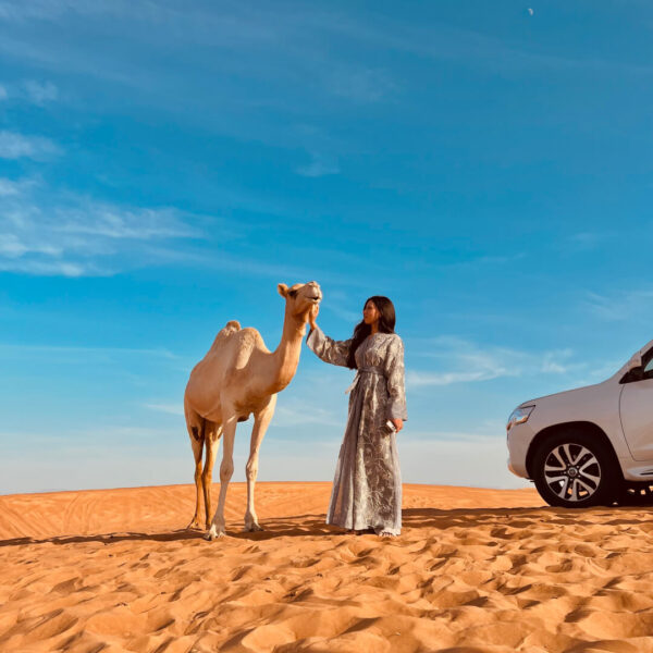 Safari Tour with Private car